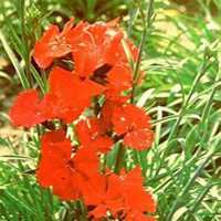 唯美好看石竹微信头像