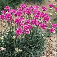 唯美好看石竹微信头像