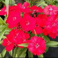 唯美好看石竹微信头像