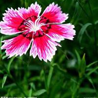 唯美好看石竹微信头像