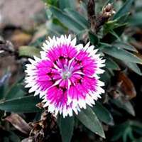 唯美好看石竹微信头像