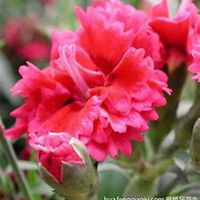 唯美好看石竹微信头像