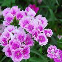 唯美好看石竹微信头像