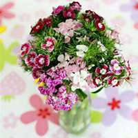 唯美好看石竹微信头像