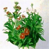 唯美好看石竹微信头像