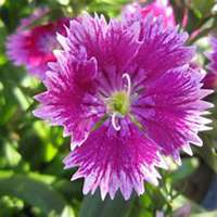 唯美好看石竹微信头像