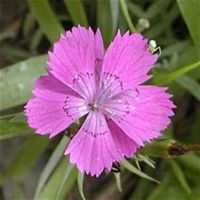 唯美好看石竹微信头像