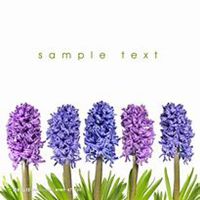 唯美好看紫丁香花微信头像