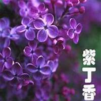 唯美好看紫丁香花微信头像