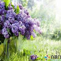 唯美好看紫丁香花微信头像