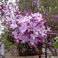 唯美好看紫丁香花微信头像