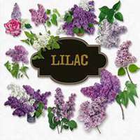 唯美好看紫丁香花微信头像