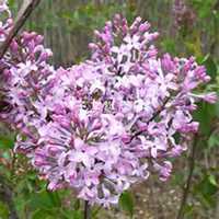 唯美好看紫丁香花微信头像