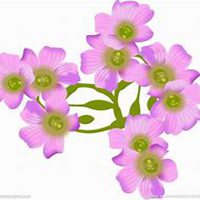 唯美好看紫丁香花微信头像