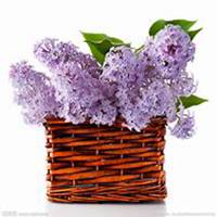 唯美好看紫丁香花微信头像