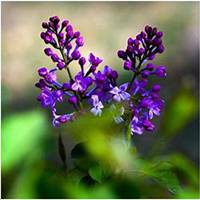 唯美好看紫丁香花微信头像