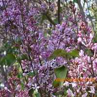 唯美好看紫丁香花微信头像