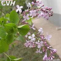 唯美好看紫丁香花微信头像