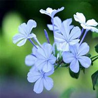 唯美好看紫丁香花微信头像