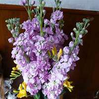 唯美好看紫罗兰微信头像