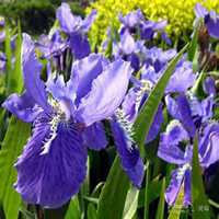 唯美好看紫罗兰微信头像