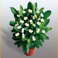 唯美好看紫罗兰微信头像