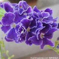 唯美好看紫罗兰微信头像