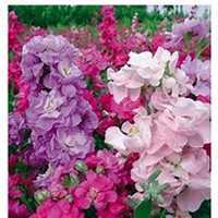 唯美好看紫罗兰微信头像