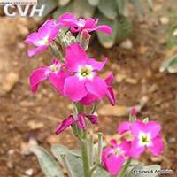 唯美好看紫罗兰微信头像