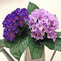 唯美好看紫罗兰微信头像