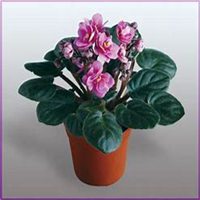 唯美好看紫罗兰微信头像