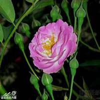 唯美好看紫薇花微信头像