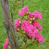 唯美好看紫薇花微信头像