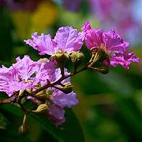 唯美好看紫薇花微信头像