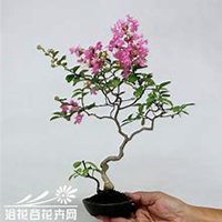 唯美好看紫薇花微信头像