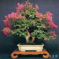 唯美好看紫薇花微信头像