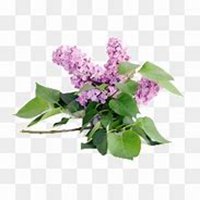 唯美好看紫薇花微信头像