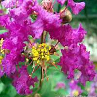 唯美好看紫薇花微信头像