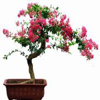 唯美好看紫薇花微信头像