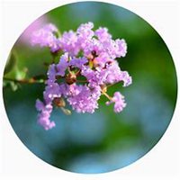 唯美好看紫薇花微信头像