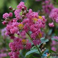 唯美好看紫薇花微信头像