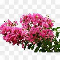 唯美好看紫薇花微信头像