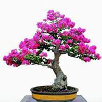 唯美好看紫薇花微信头像