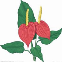 唯美好看红掌花微信头像