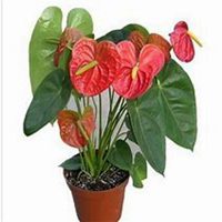 唯美好看红掌花微信头像