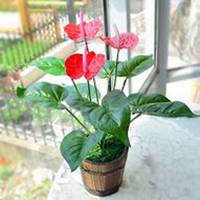 唯美好看红掌花微信头像