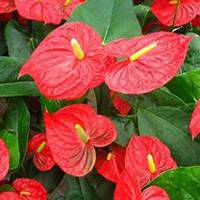 唯美好看红掌花微信头像