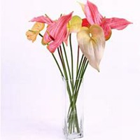 唯美好看红掌花微信头像