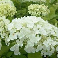 唯美好看绣球花微信头像