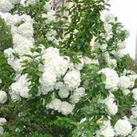 唯美好看绣球花微信头像